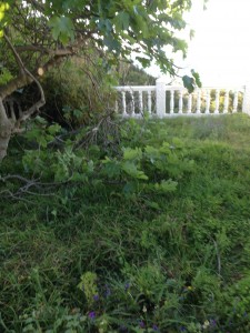 Limpieza de jardines. Mantenimiento integral