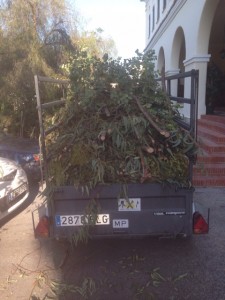 Poda en altura. Mantenimiento de jardines