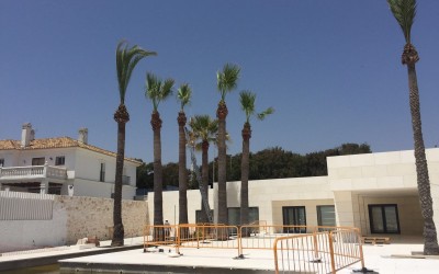 Podas y  limpiezas de palmeras